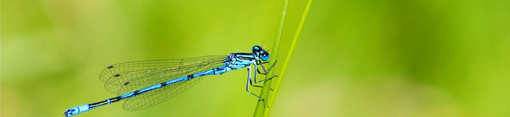 azure damselfly